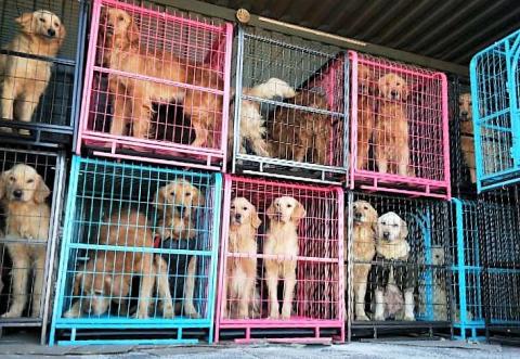 Dogs waiting to be transported to a safe place after their rescue.