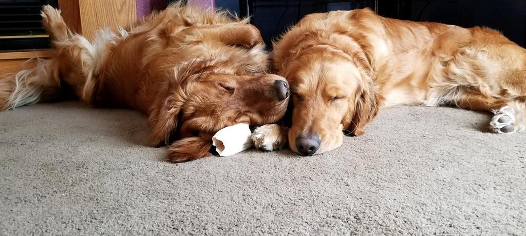 Two goldens sleeping