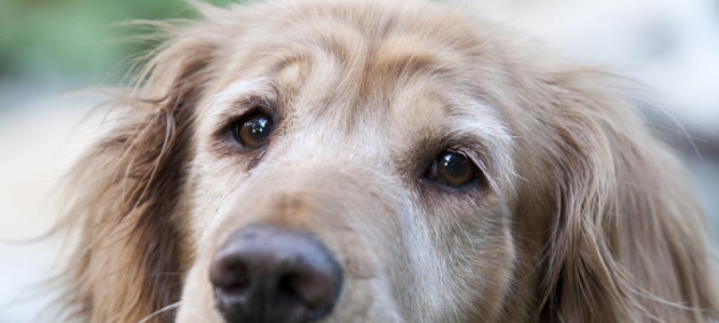 Would you consider adopting a senior dog?