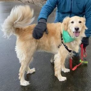 Retrieve a Golden of the Midwest | Every Dog Deserves a Golden Life