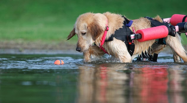 An adopted golden retriever playing in the water from RAGOM
