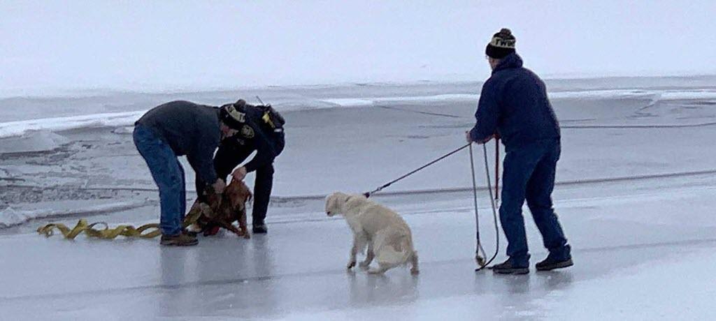 Team Effort Saves RAGOM Dog Lena from Icy Waters