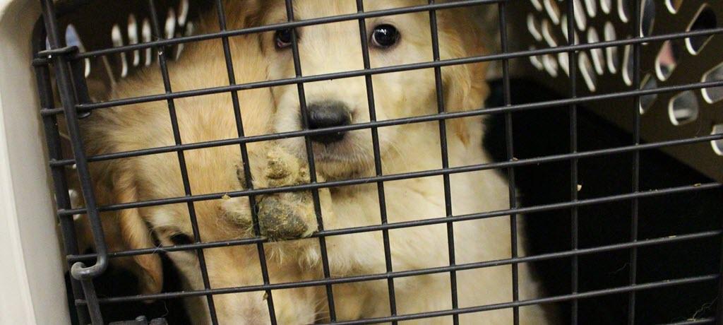 RAGOM Rescues Dogs from Missouri Breeder Auction