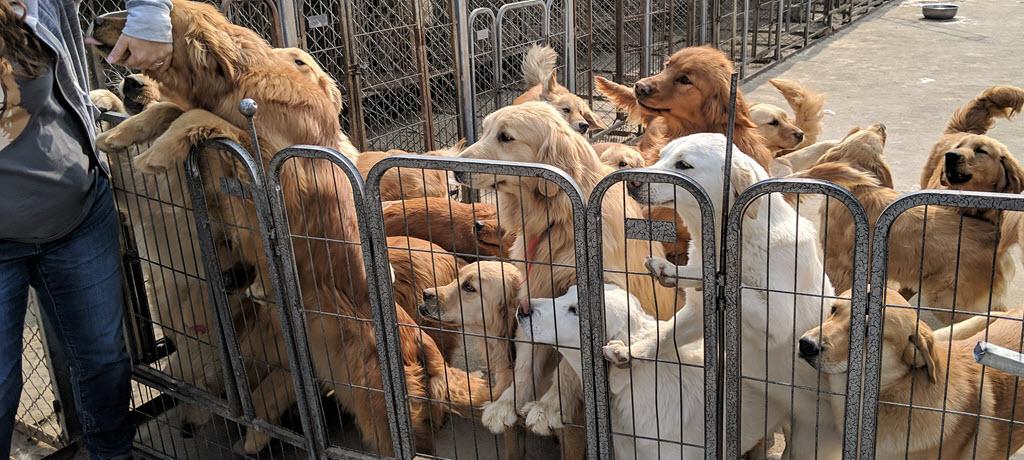 RAGOM Rescues Golden Retrievers from China’s Meat Trade