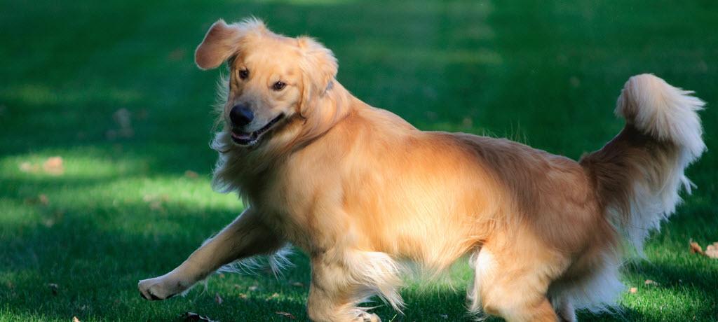 Exhaustive Study ​​​​​​​Is Tracking More Than 3,000 Golden Retrievers