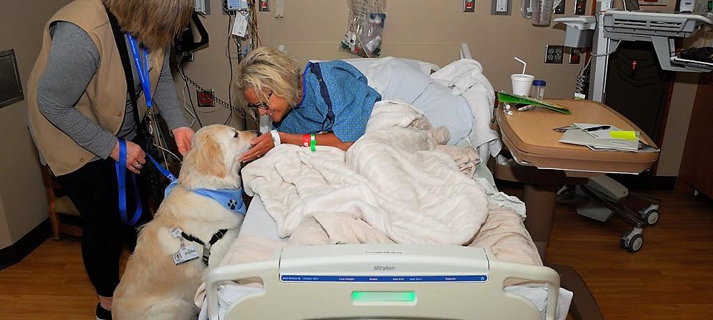 Spotlight: Sully the Therapy Dog Provides Love and Support