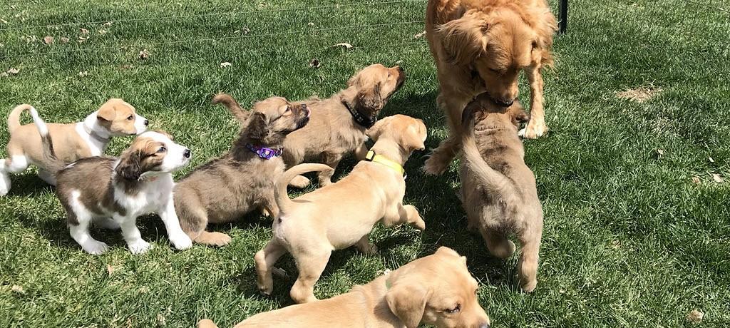 Ava’s Puppies Increase Oklahoma Rescue Total to 23 Dogs