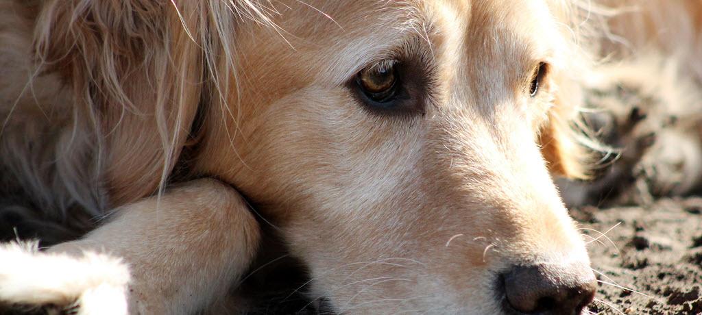 An Eye Infection or Injury Requires Immediate Veterinary Care