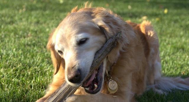 RAGOM News | Retrieve a Golden of the Midwest | Help Rescue Goldens