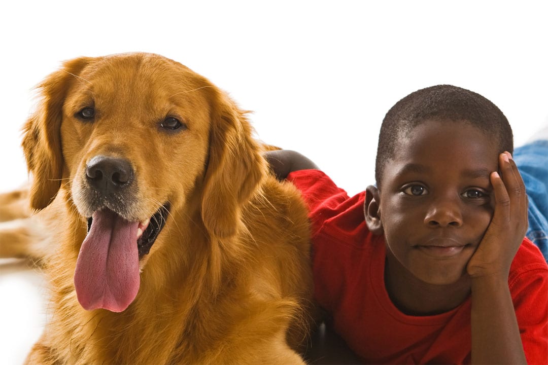 A child laying down with an adopted golden retriever from RAGOM.