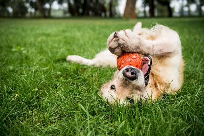 Golden Retriever playing with a dog toy in the grass.