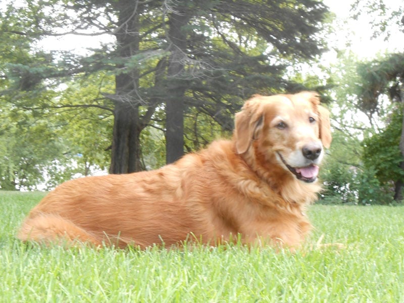 A recently passed golden retriever from RAGOM who went over the rainbow bridge