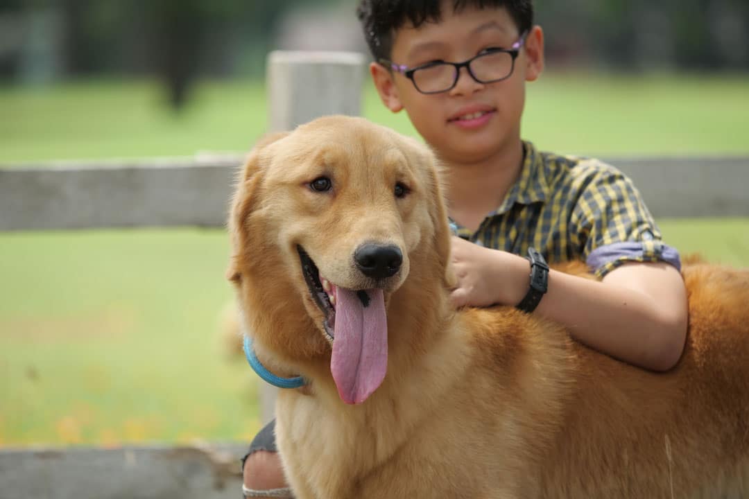 RAGOM dog and children adopt a golden retriever