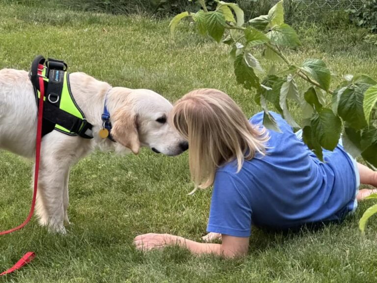 Why choose a rescue dog? Retrieve a Golden of the Midwest