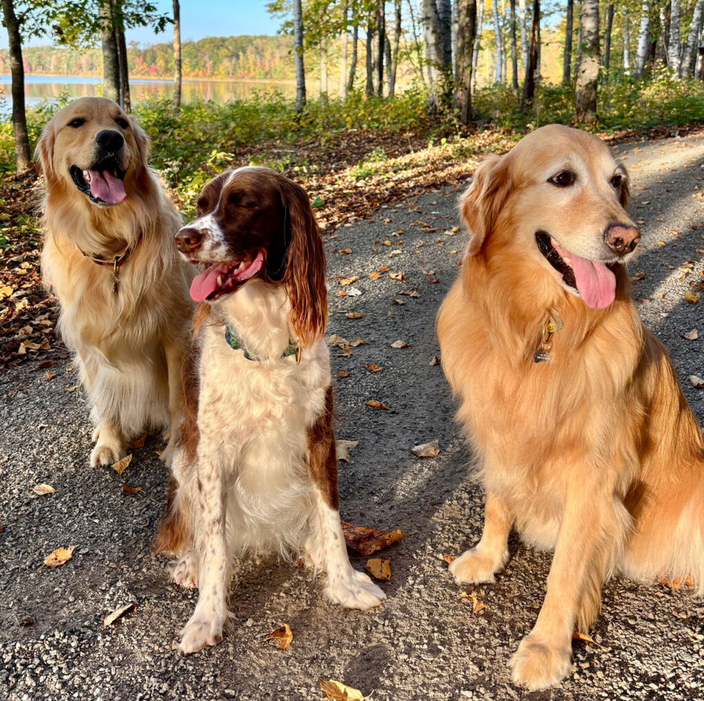 Amy Flnn Brennan's dogs